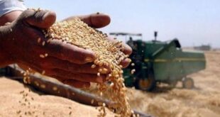 وزارة التجارة العراقية: استلام أكثر من 1.38 مليون طن من الحنطة ورفع الطاقة التخزينية بـ1.6 مليون طن